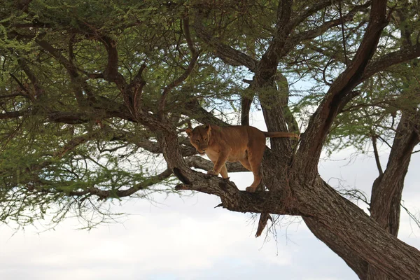 Лев відпочиває на дереві — стокове фото