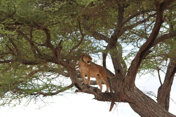 Aslan dinlenme ağaç üzerinde