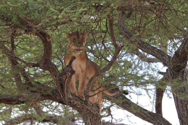 Lion resten på träd — Stockfoto