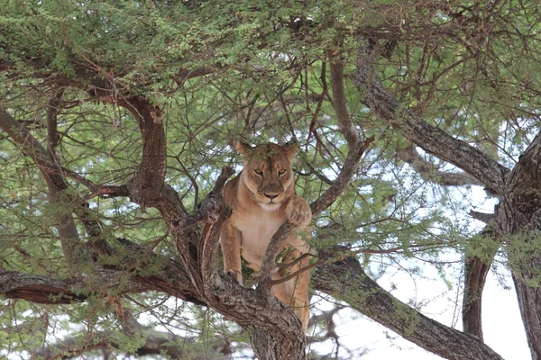 Aslan dinlenme ağaç üzerinde — Stok fotoğraf
