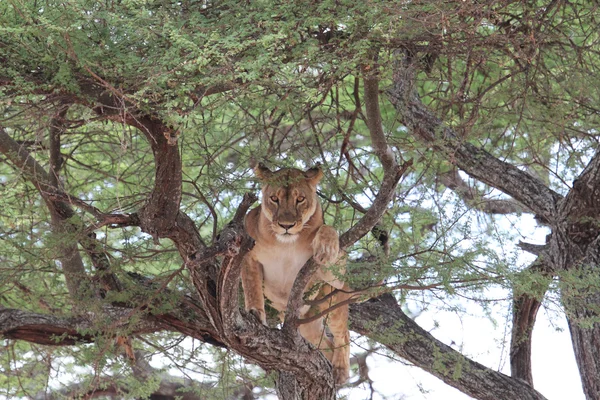 Aslan relax ağaç, Tanzanya — Stok fotoğraf