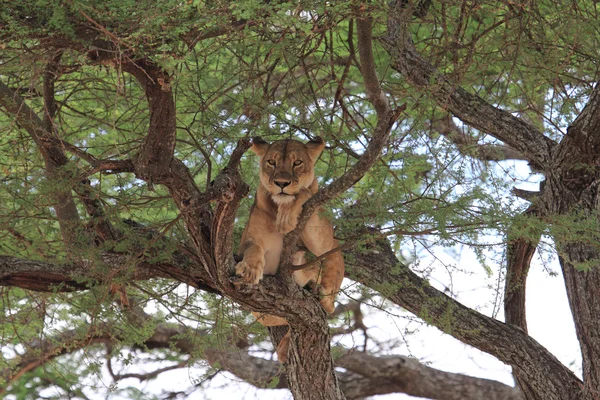 Leão relaxa na árvore, Tanzânia — Fotografia de Stock