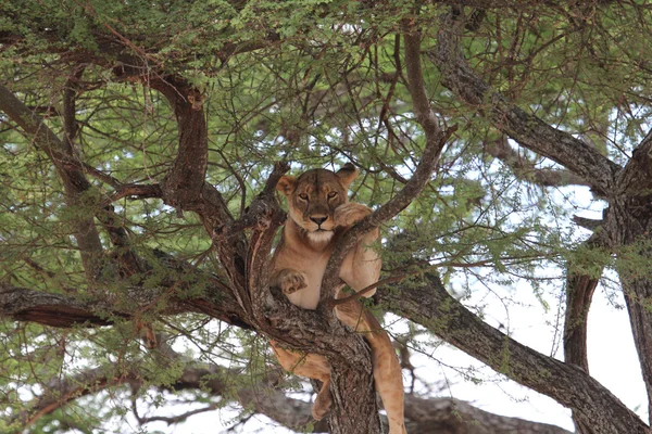 Aslan relax ağaç, Tanzanya