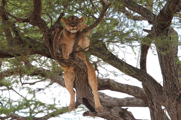 Aslan relax ağaç, Tanzanya — Stok fotoğraf