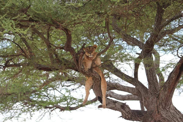 Leão relaxa na árvore, Tanzânia — Fotografia de Stock