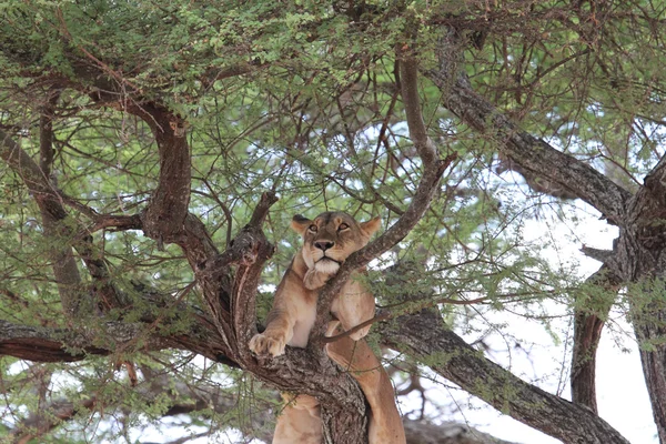 Leão relaxa na árvore, Tanzânia — Fotografia de Stock