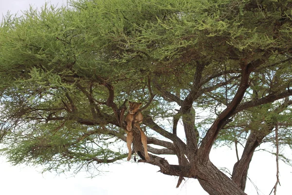 Aslan relax ağaç, Tanzanya