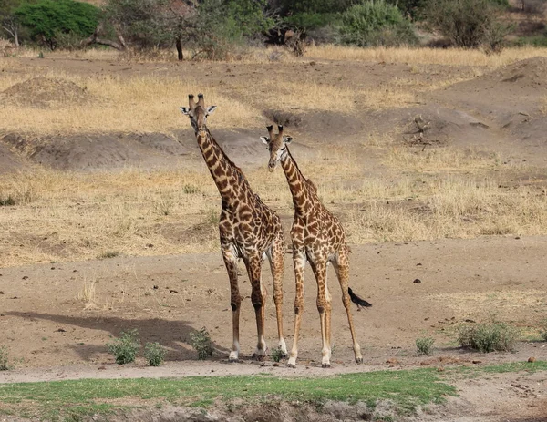 Žirafa v savaně, Tanzanie — Stock fotografie