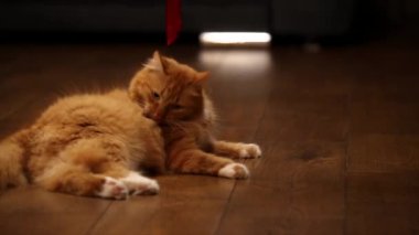 Yumuşak Sibirya kahverengi kedisi yerde kırmızı kurdeleyle oynamak istemez.