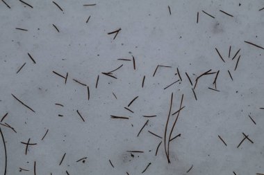 Çam iğneleri karın üzerine çöktü.