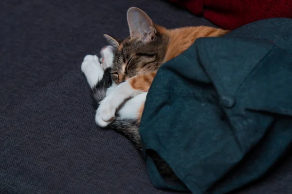 Söt Kattunge Sover Hatt Restaurang — Stockfoto