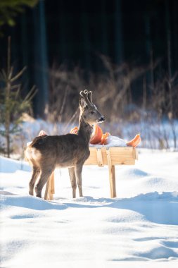 Baby deer eats a pumpkin in a feeder in winter clipart