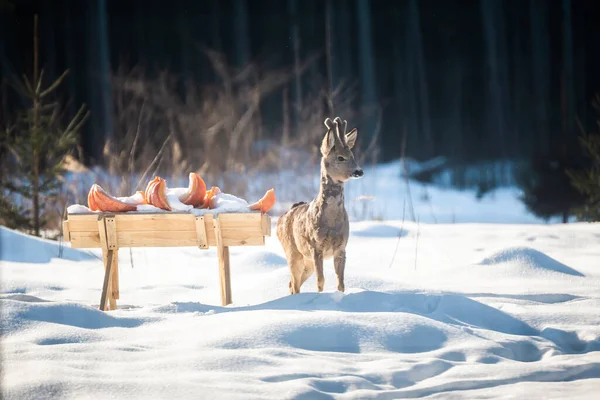Yavru geyik kışın bir besin kaynağında balkabağı yer.