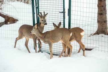 Roe geyiği, Capreolus. Kışın evin arka bahçesinde vahşi hayvanlar. 
