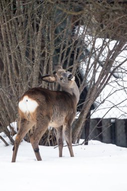 Roe geyiği, Capreolus. Kışın evin arka bahçesinde vahşi hayvanlar. 