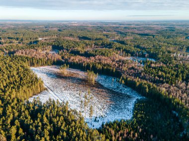 Huş ağacı ve ladin ormanının üzerindeki hava manzarası ilkbahar ya da kış günü erken saatlerde