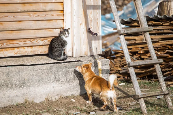 Cute cat and dog enjoy sunny day in the countryside at home.