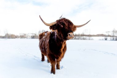 Beautiful Scottish Highland wild Cow in winter in field