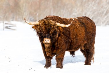 Beautiful Scottish Highland wild Cow in winter in field
