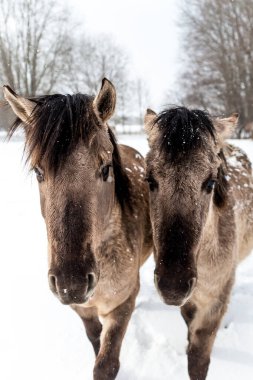 Kışın vahşi atların güzel yakın çekimi