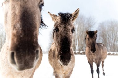 Kışın vahşi atların güzel yakın çekimi