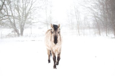 Kışın vahşi atların güzel yakın çekimi
