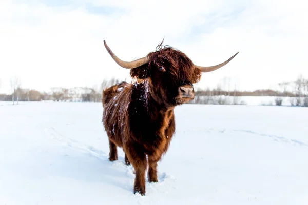 Beautiful Scottish Highland wild Cow in winter in field