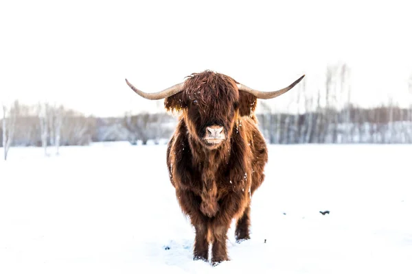 Beautiful Scottish Highland wild Cow in winter in field