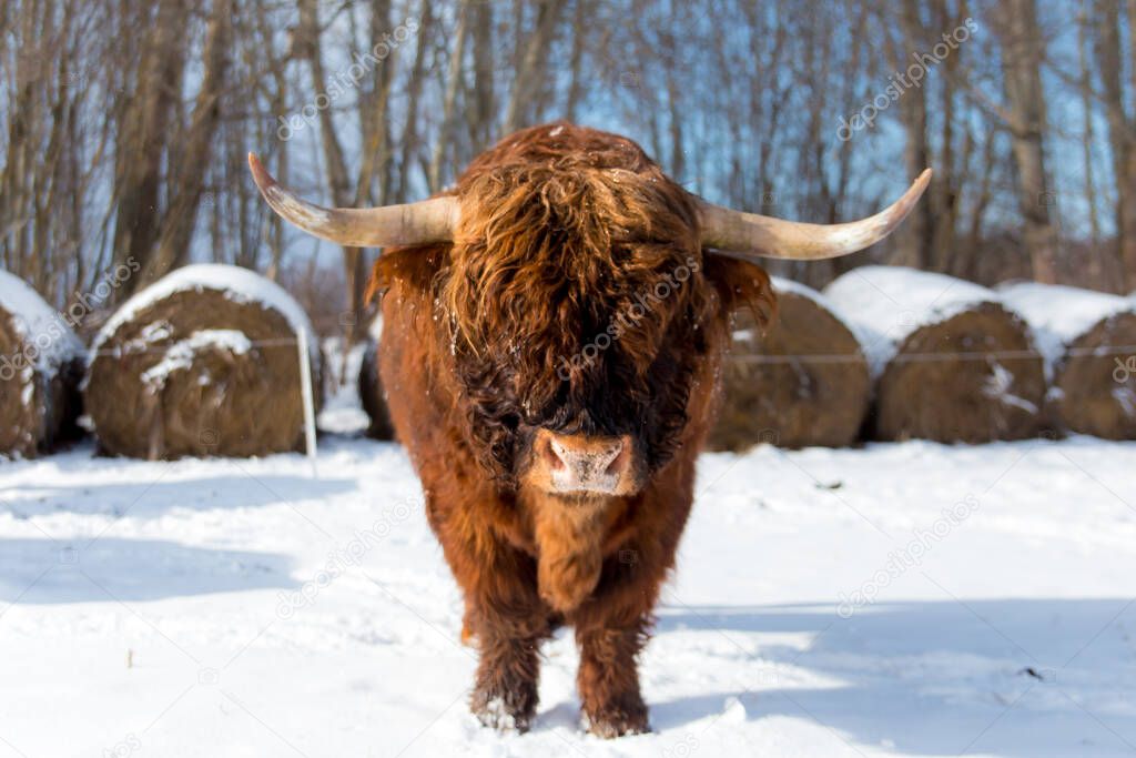 Beautiful Scottish Highland wild Cow in winter in field