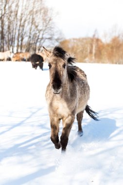 Kışın vahşi atların güzel yakın çekimi
