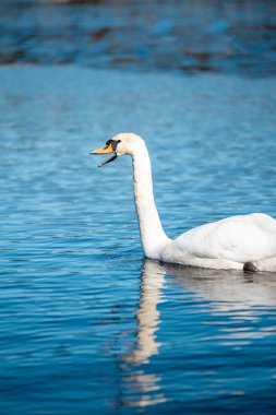 Güneşli bir günde güzel mavi sularda yüzen sessiz kuğu (Kuğu rengi)