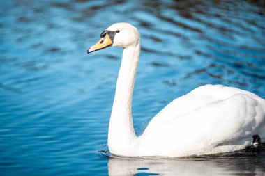 Güneşli bir günde güzel mavi sularda yüzen sessiz kuğu (Kuğu rengi)