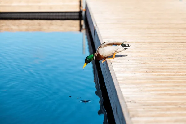 Mallard duck male jumps in blue water from wooden footbridge