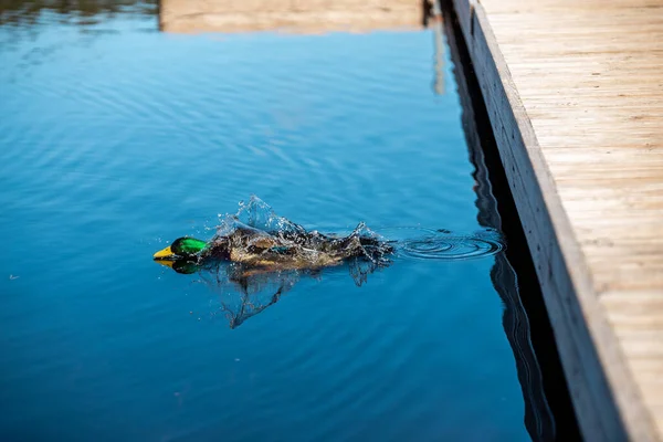 Mallard duck male jumps in blue water from wooden footbridge