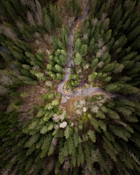 Aerial Shot River Pine Forest — Stock Photo, Image