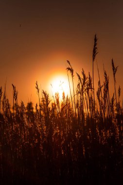 Gölde ya da bataklıkta gün batımı