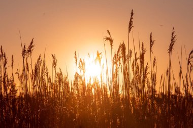 Gölde ya da bataklıkta gün batımı
