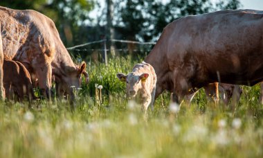 Kahverengi inekler çayırda. Yaz mevsiminde kırsal çiftlik hayvanlarıyla dolu yeşil alan