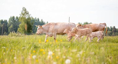 Kahverengi inekler çayırda. Yaz mevsiminde kırsal çiftlik hayvanlarıyla dolu yeşil alan