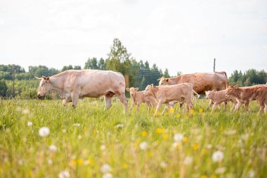 Kahverengi inekler çayırda. Yaz mevsiminde kırsal çiftlik hayvanlarıyla dolu yeşil alan