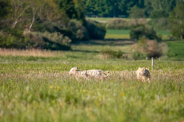 Brązowe Krowy Łące Zielone Pole Zwierzętami Gospodarskimi Okresie Letnim — Zdjęcie stockowe