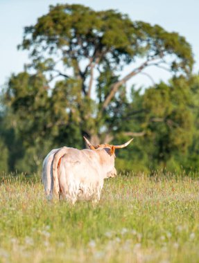 Çayır inekleri, yaz boyunca yeşil tarlalar 