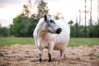 Çayırdaki siyah beyaz İnek, Yazın yeşil alan 