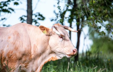 Çayır inekleri, yaz boyunca yeşil tarlalar 