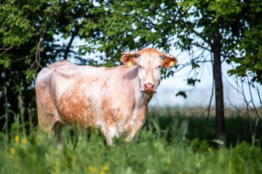 Çayır inekleri, yaz boyunca yeşil tarlalar 