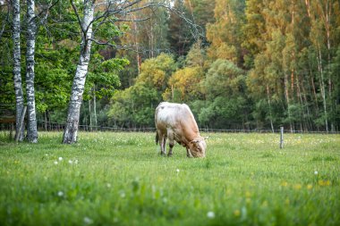Meadow 'da siyah beyaz bir öküz varmış. Öküz, hadım edilmiş erkek sığır ya da boğadır.