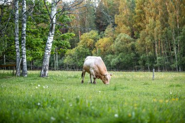 Meadow 'da siyah beyaz bir öküz varmış. Öküz, hadım edilmiş erkek sığır ya da boğadır.