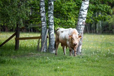 Meadow 'da siyah beyaz bir öküz varmış. Öküz, hadım edilmiş erkek sığır ya da boğadır.