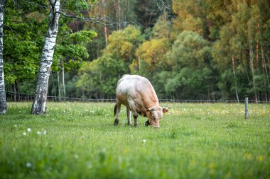 Meadow 'da siyah beyaz bir öküz varmış. Öküz, hadım edilmiş erkek sığır ya da boğadır.