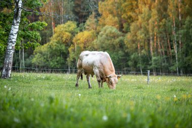 Meadow 'da siyah beyaz bir öküz varmış. Öküz, hadım edilmiş erkek sığır ya da boğadır.